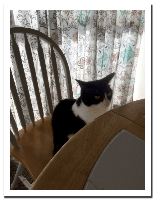 Eloise (with shadow)